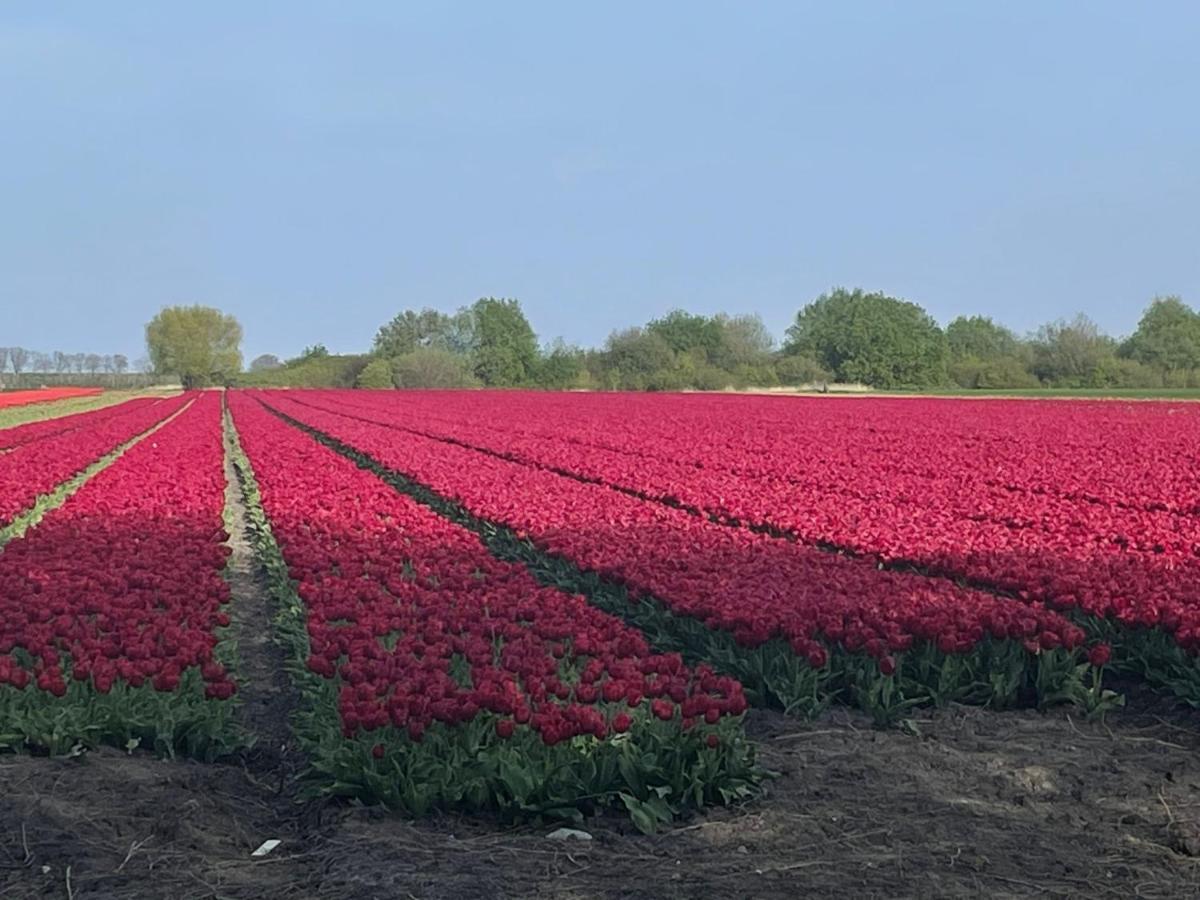 Vakantiehuis Het Uilennest Wijdenes Luaran gambar