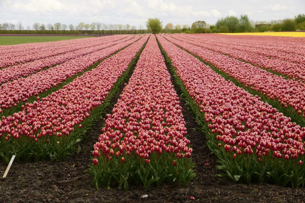 Vakantiehuis Het Uilennest Wijdenes Luaran gambar